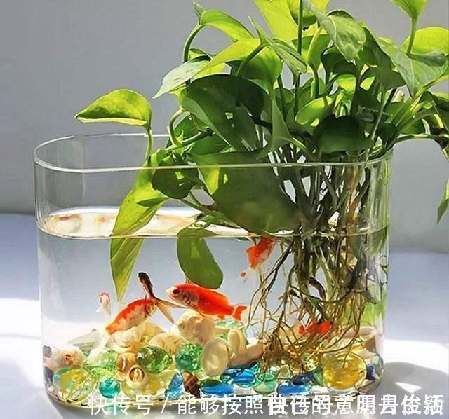 矿泉水瓶|绿萝最爱喝的5种水,喝完长得贼快,叶子像刷了“绿油漆”