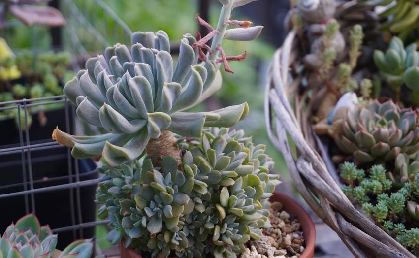 新人|推荐新人养多肉特玉莲,爆盆易,扦插育苗便利,长得有特色