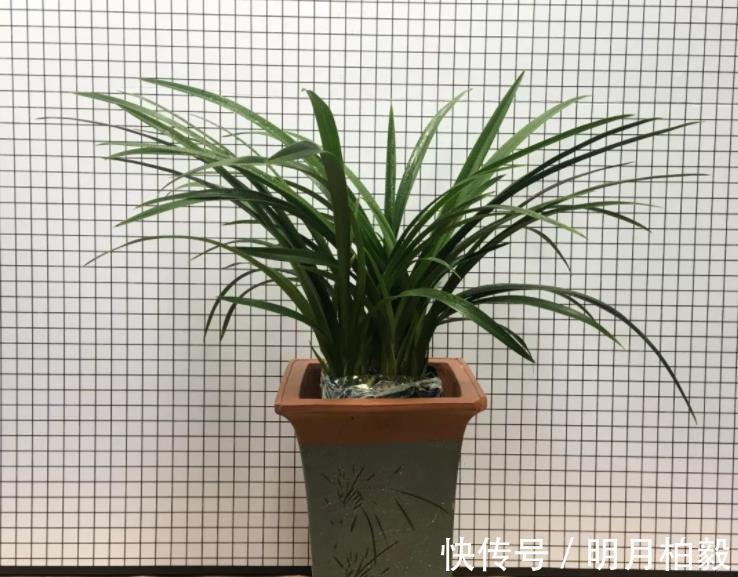 兰花界|兰花界的“奇葩”红贵妃,堪称盆栽佳品,养1盆四季开花