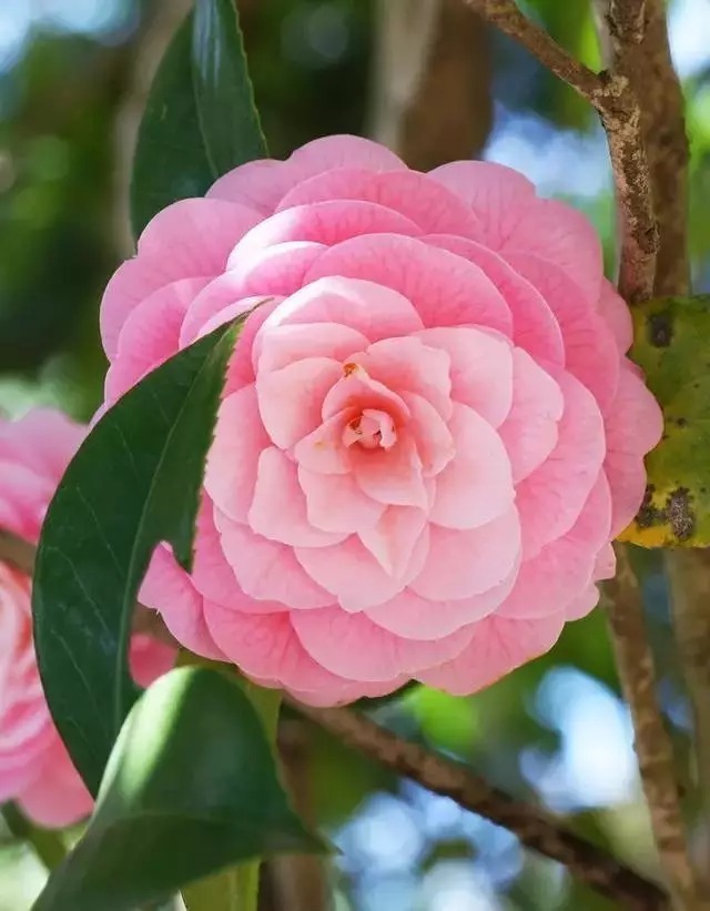 中国十大名花欣赏,美极了!