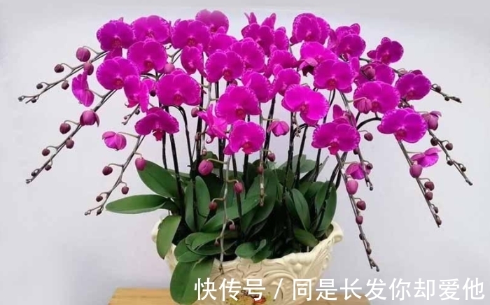 花市五大年宵花，好看却难养，告诉你“技巧”，养好没难度！