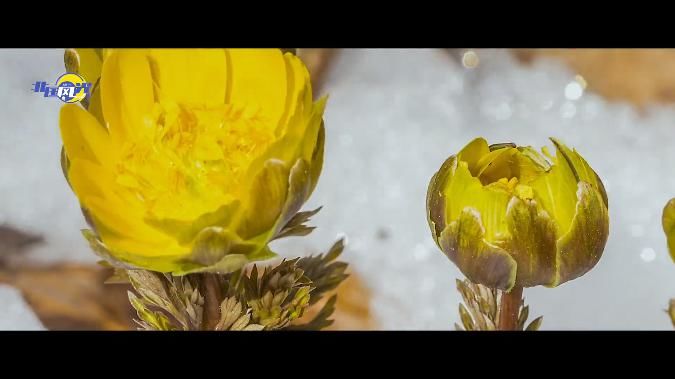 冰凌花|傲雪凌霜向阳开!