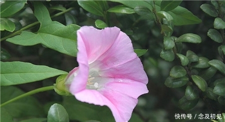 打碗花 打破碗花 打破碗碗花是一种植物吗 它们是什么植物 快资讯