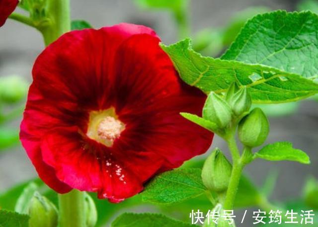 养花就养3种耐旱花，好养易活能爆盆，四季开花不断，夏天也赏花