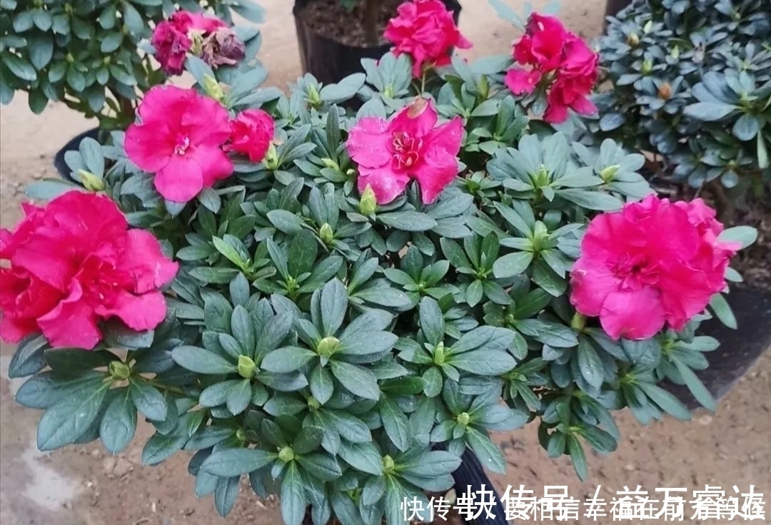 叶面|硫酸亚铁养花，不要乱用，做好2个细节，长得旺盛叶子浓绿