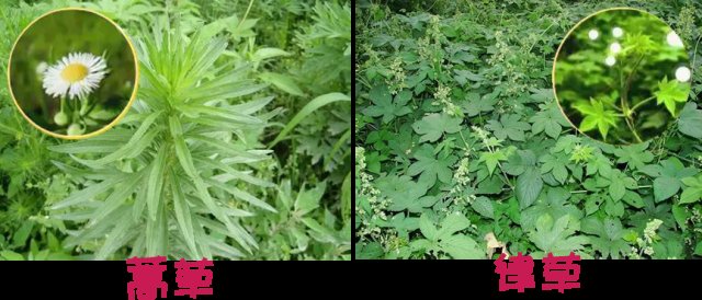 鼻子|秋天第一回打噴嚏、鼻子癢，“花粉過敏”高峰期又來了