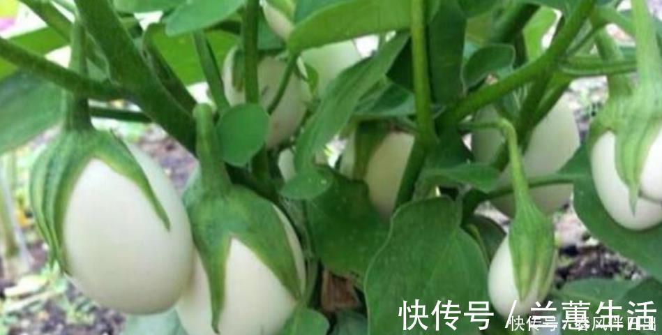 白蛋茄|阳台养盆“鸡蛋”，生长快结果多，3天采摘1次，够全家吃！