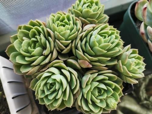 能养出果冻色更好，没状态也不丑的多肉酸橙辣椒，颜色清脆很清新