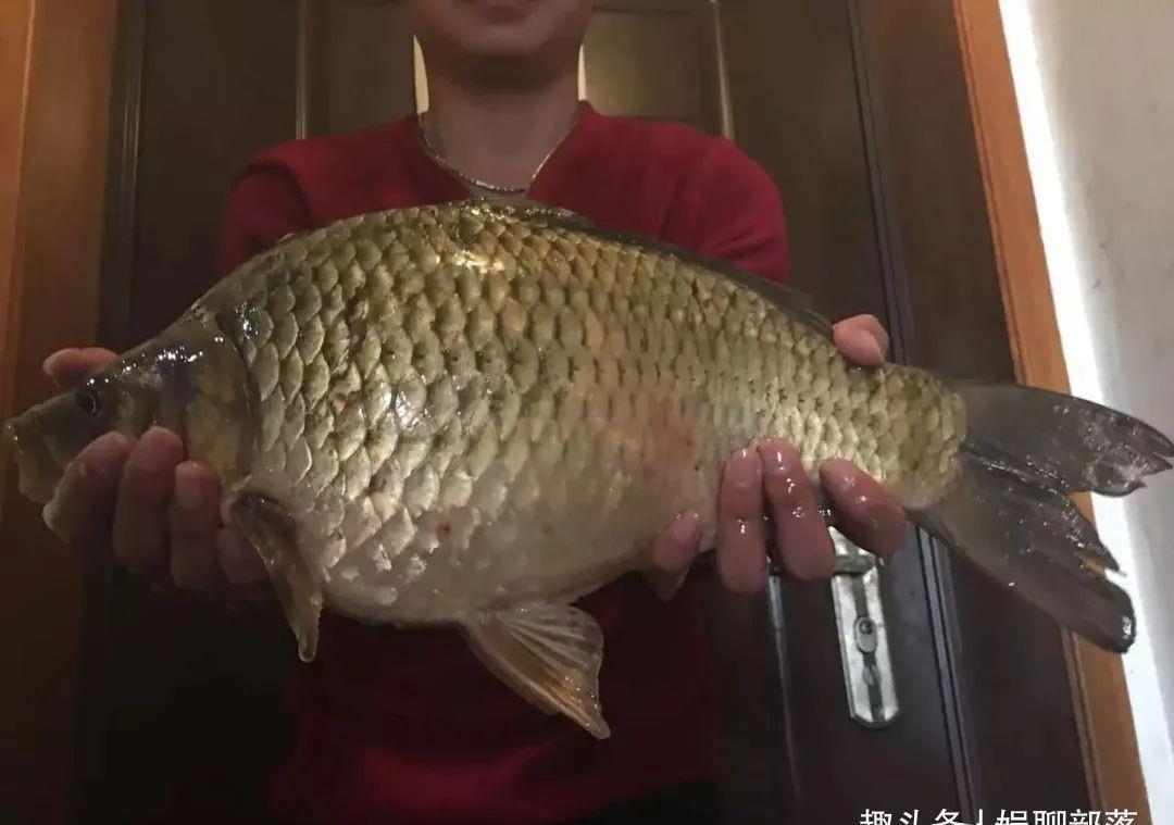 土鲫真的长不大?用这种笨办法,立刻区别土鲫、银鲫和工程鲫