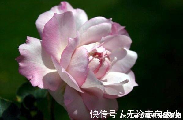 月季|20款紫色月季品种。浓香、抗病非常好养，天然紫色唯美盛开