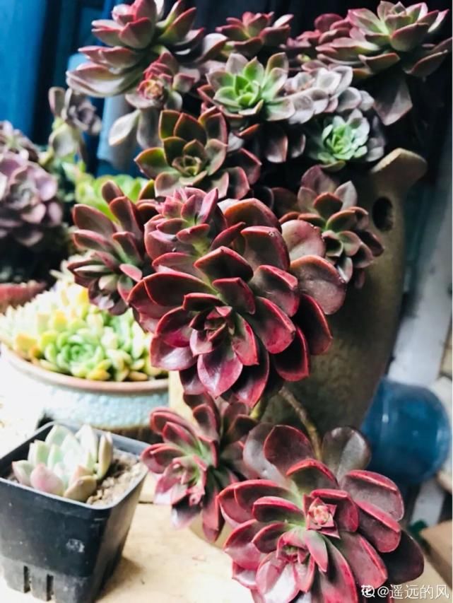 一入肉坑深似海，越养越上瘾