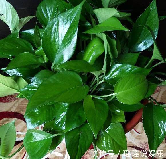 花生|养绿萝,花盆埋上一勺“它”,半年不管它,叶子巴掌大,养出60盆