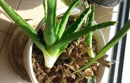 花卉总烂根，教你用4招快速判断植物是否烂根，简单又实用