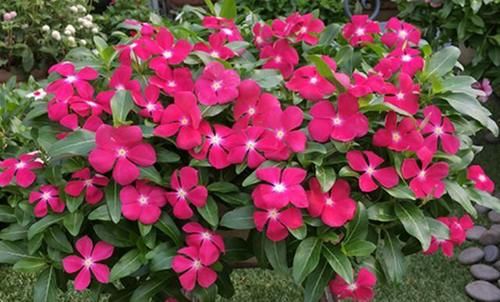 柳条水能浇什么花？