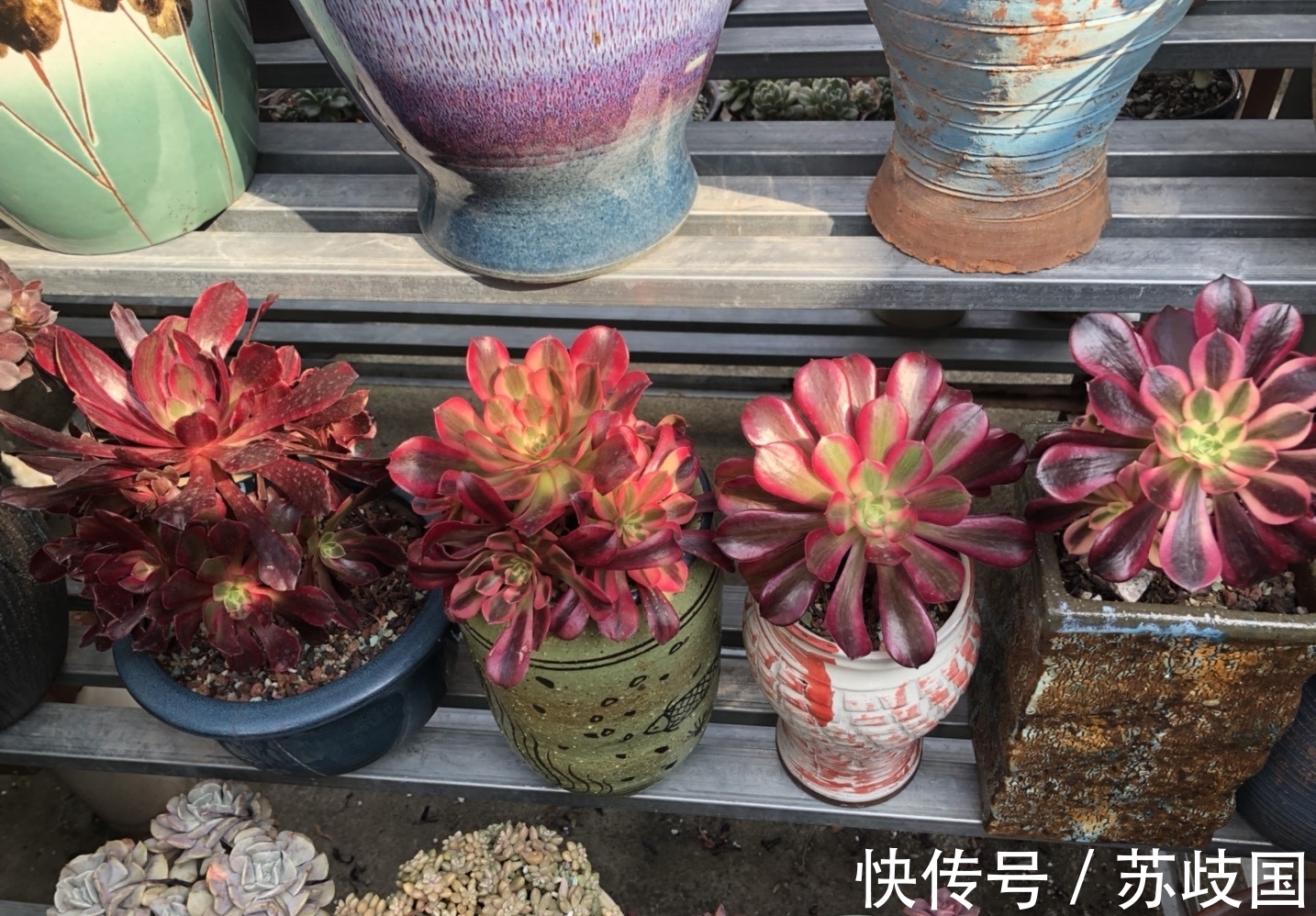 这“三多肉”是爆崽小能手,颜值高易爆盆,却因便宜“无人问津”