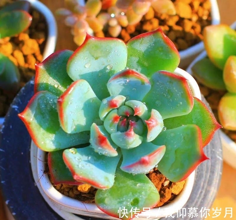 名字像娃娃,形态像莲花,堪称多肉中的“杨贵妃”,是哪种多肉呢