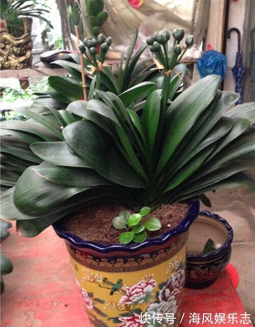 有机肥|养花用什么土好这样“用土”，土不板结，茁壮生长，开花很旺