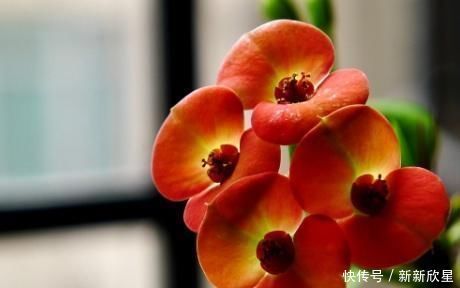 这花号称“开花机器”,花开全年“不停歇”,叶绿花红似“蝴蝶”