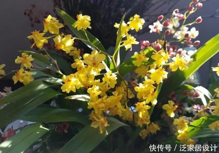 文心兰有点“怪”,多晒太阳容易“坏”,花朵鲜艳,君子兰不如它