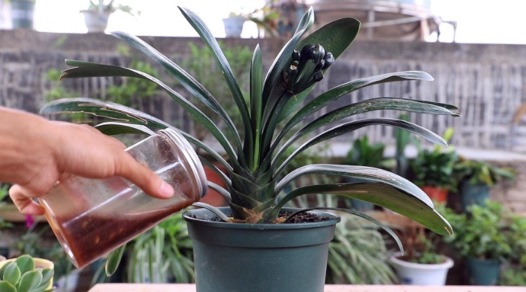 茶叶不能拿来养花，全扔了，真傻！一加工制肥，啥植物都能用