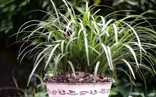 植料|兰花多久换一次土?3个原因是关键,壮苗促蕾在于勤