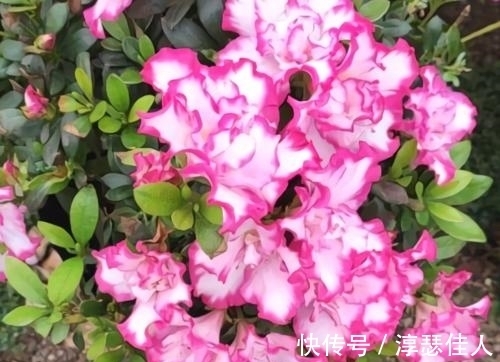 冬天养花:浇水有技巧,掌握4个要点,不黄叶不烂根,啥花都能活