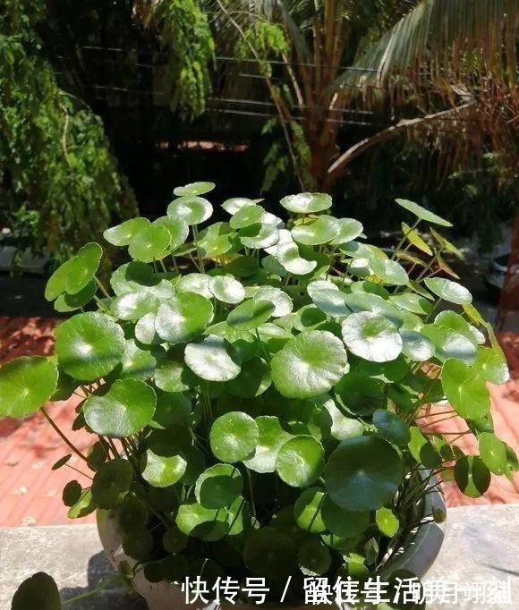 伞竹|4种花“嗜水如命”,一刻也不能断水,缺了就蔫,看看你家有吗!