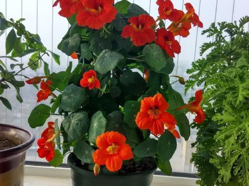 金莲|好看又好养的旱金莲，盆栽抓住这4个要点，花墙、花帘子全有了