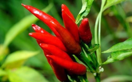 升高|常吃降压药的人,请自觉管住嘴:这3种素食,能不吃就别吃了