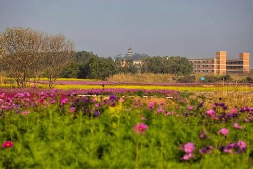 随手一拍就是大片！这个七彩花田成市民新春假期打卡地