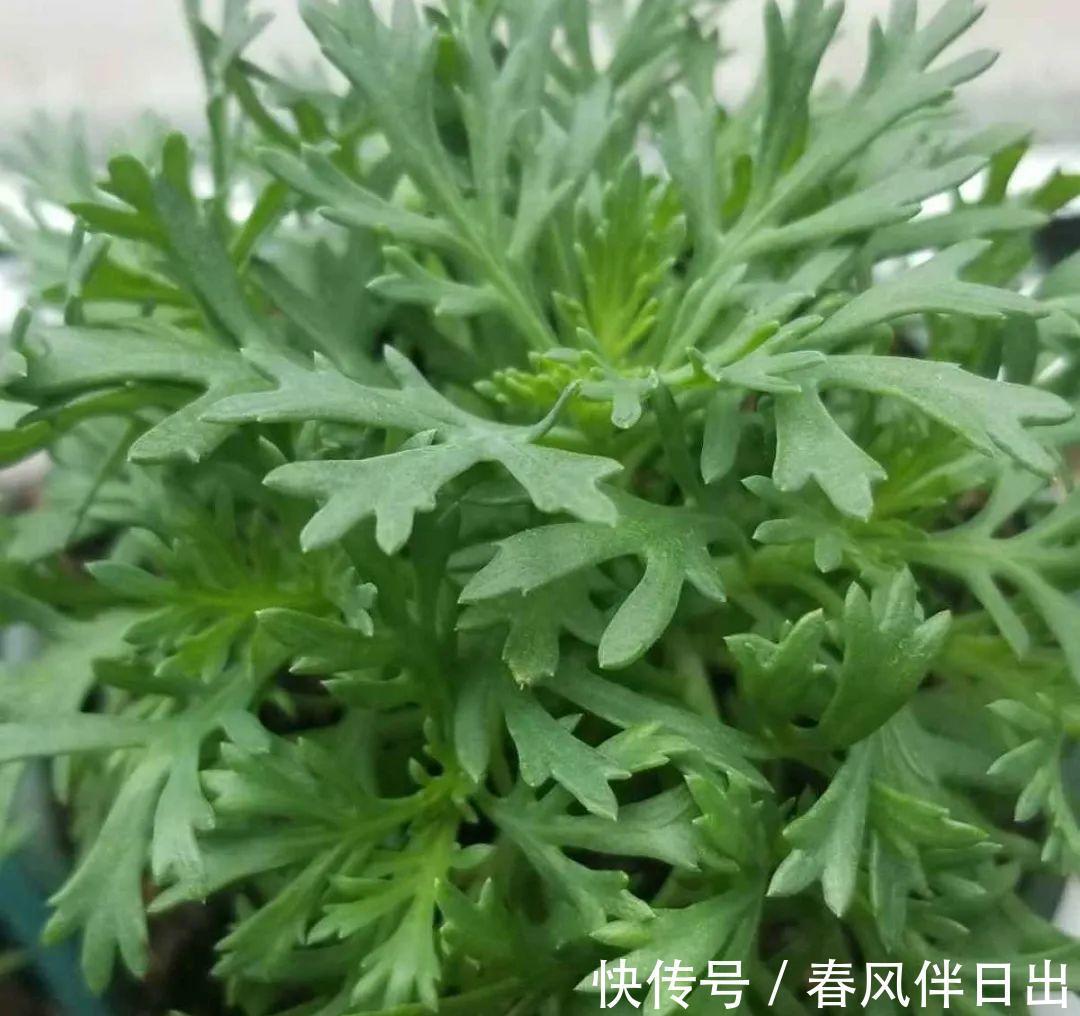 施肥|8种花赶紧剃头,剃得越狠,开花越多