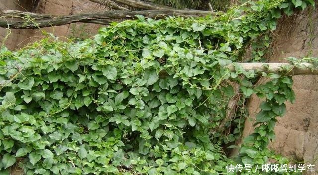 它与“三七”同名,却极少人知道价值,常被荒废,120元一斤!