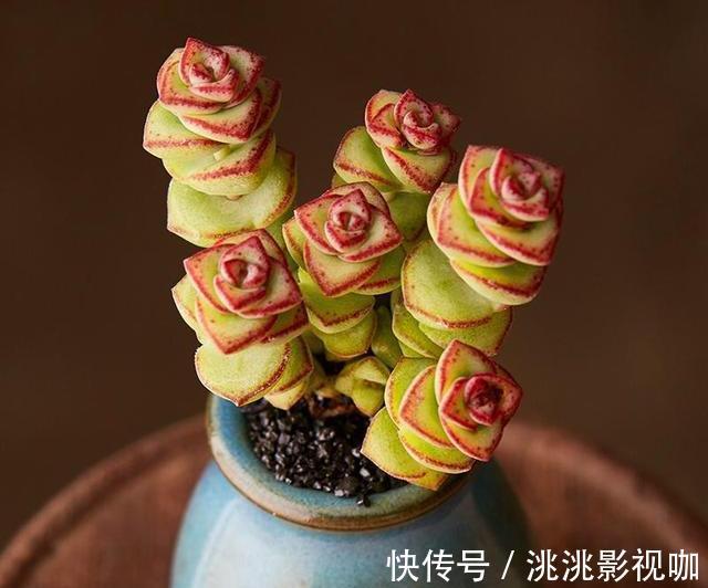 多肉钱串底叶干，避开此“误区”，养出串串“小铜钱”，美美哒