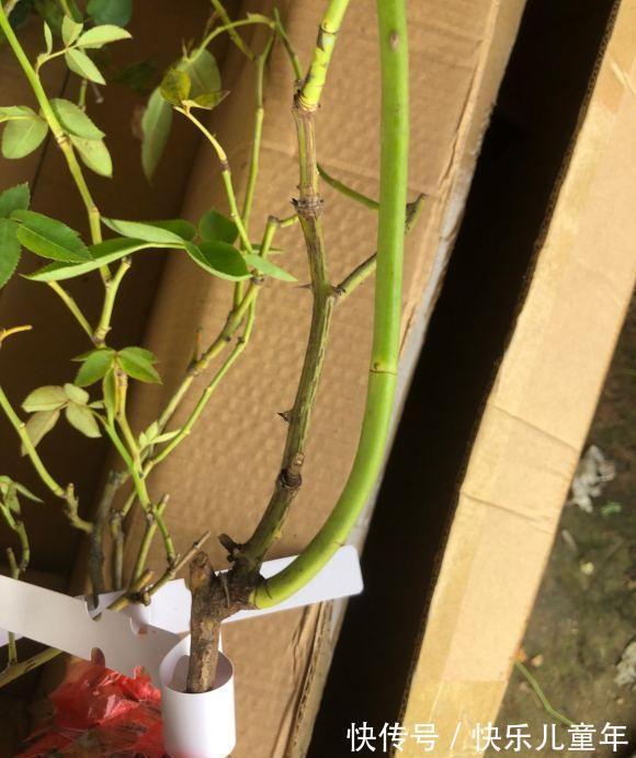 肥料|月季花冬天不用追肥,肥料使用分阶段,切记不可乱用,以免烧根