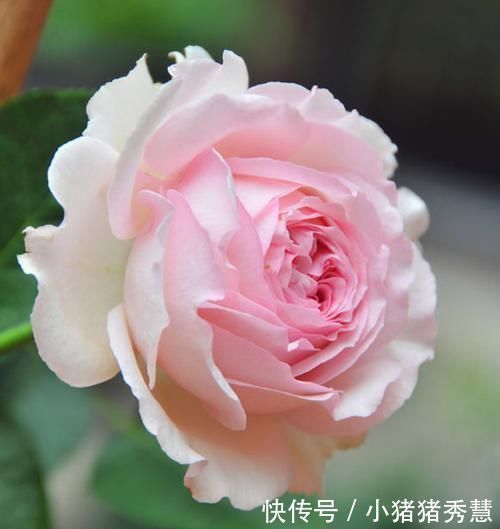 适合新手养的3种花，花大色艳，一年多次开花，物美价廉