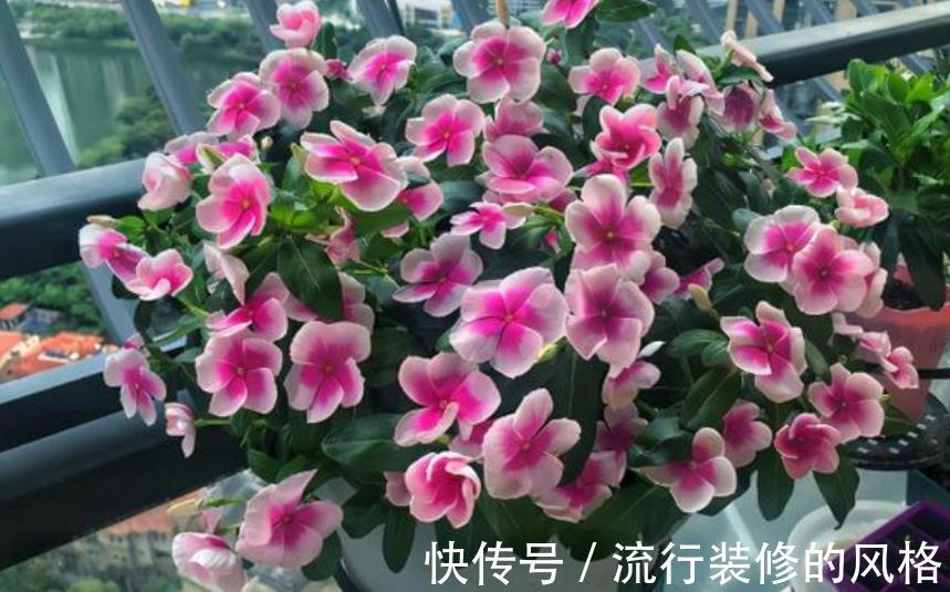 阳台只养3种花，开花久花量大，秋天掐个枝扦插，一盆轻松变多盆