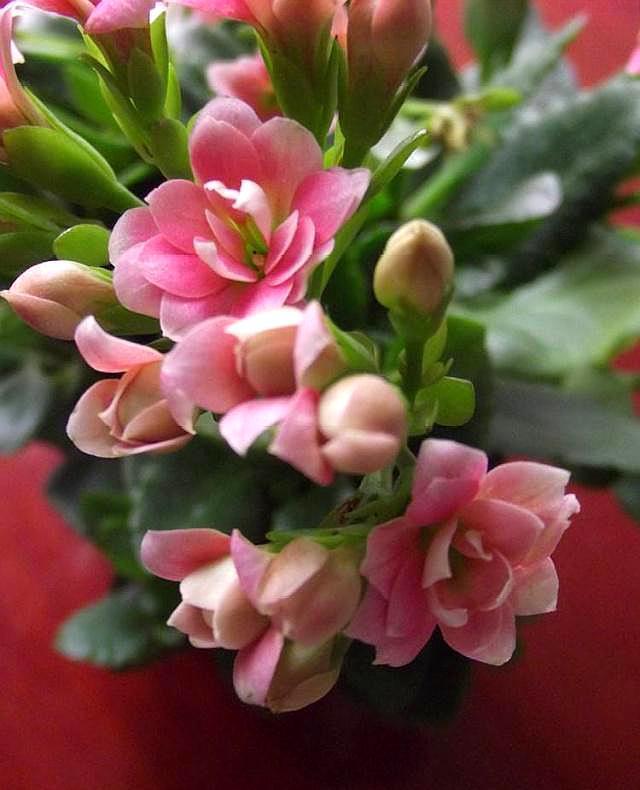 长寿花开完花,四点要做好,叶子肥厚状态好,二次开花“马上来”