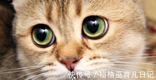 |幽默笑话:今天去哥们家打牌,谁知道他家的拉布拉多也非常喜欢