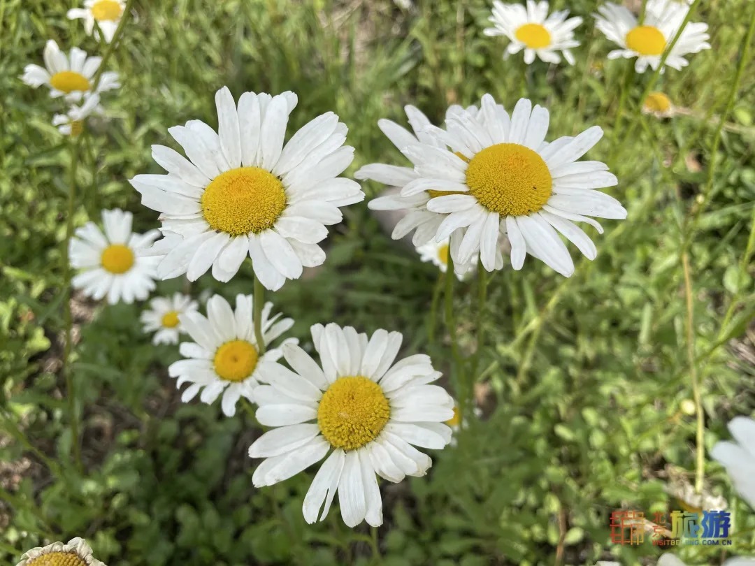 雏菊|北京亦庄超大规模雏菊花海正在盛花期，五颜六色，颜值爆表！