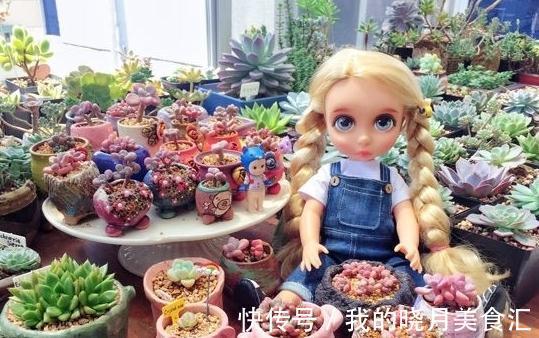 为什么你的多肉桃蛋总也养不圆,原来还有这些你忽略掉的原因