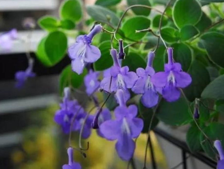 4种花好养又漂亮,开花爆盆很简单,满树都是花朵,漂亮极了