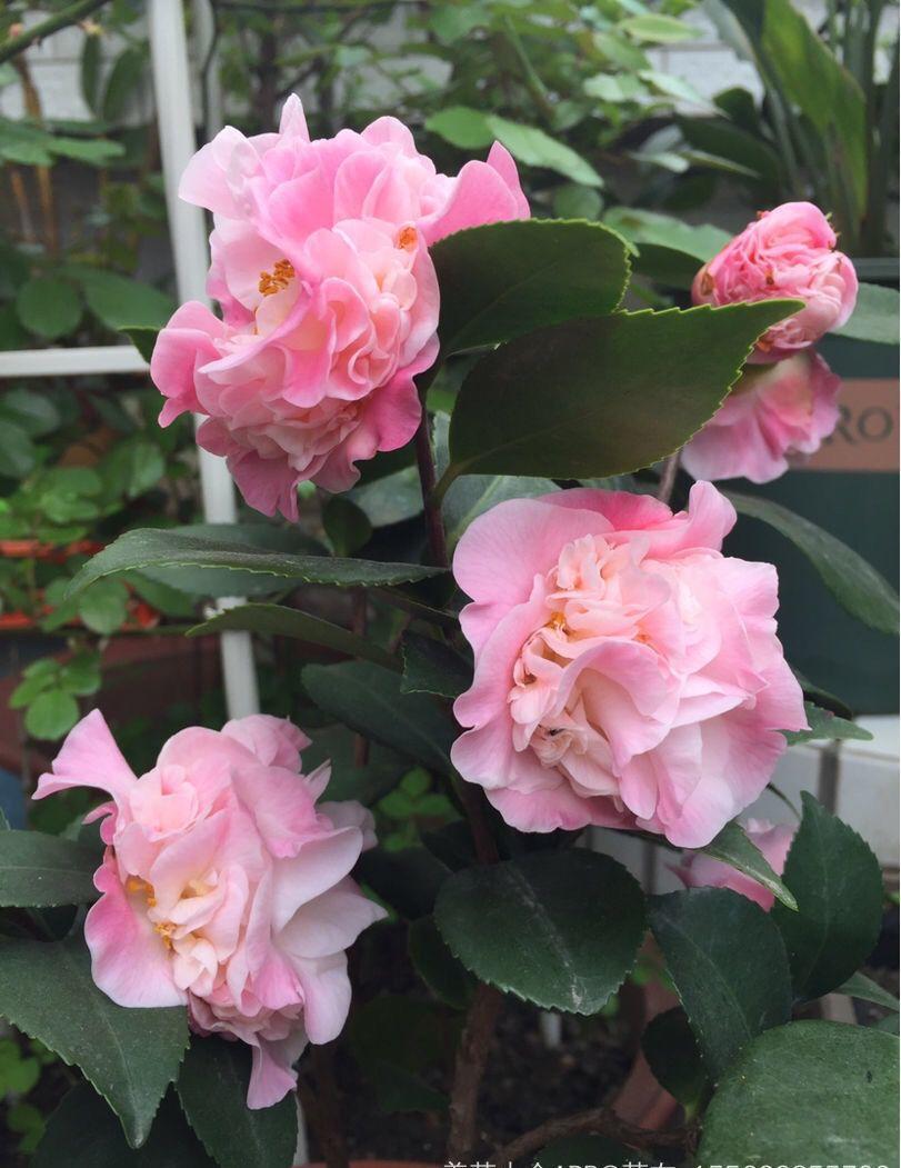 “蚯蚓粪”养花也不赖，增粉还透气，啥花都能养好！