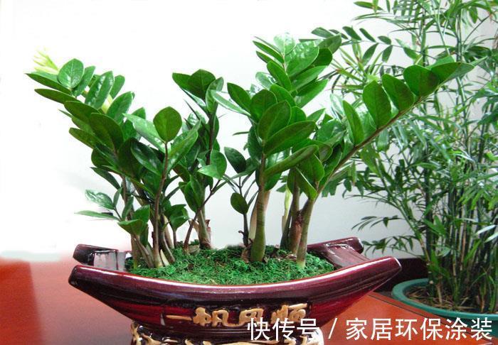 花卉|养花试试这款,枝叶翠绿油亮,花卉寓意非常好