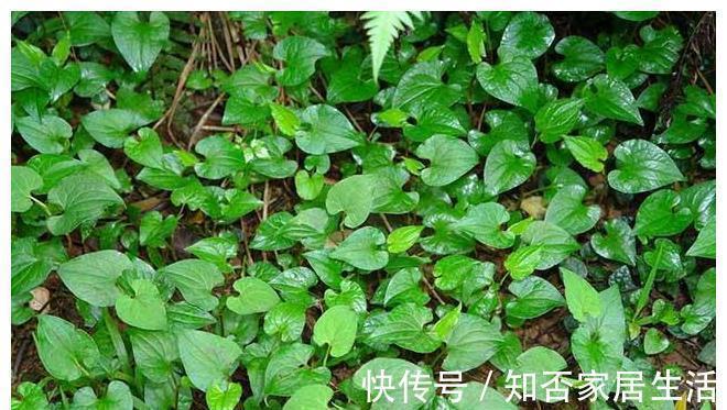 好吃|农村“超好吃”的5种野味,用来做菜特别香,但经常被误认成野草