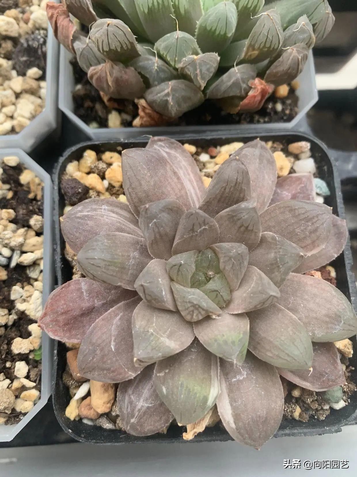 苗子|玉露也能叶插，时隔大半年，叶插成功了，分享扦插全过程