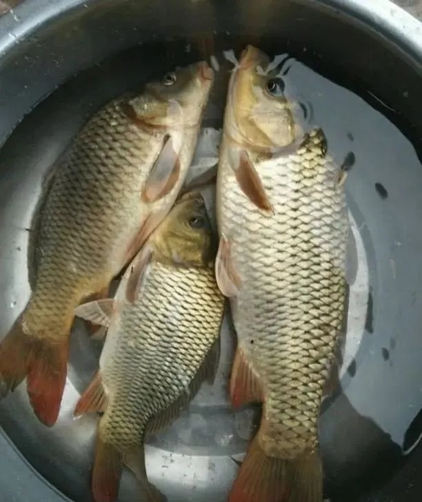 饵料|明明天气很好为啥钓不到鱼?这个关键原因,很多老钓友都不懂!