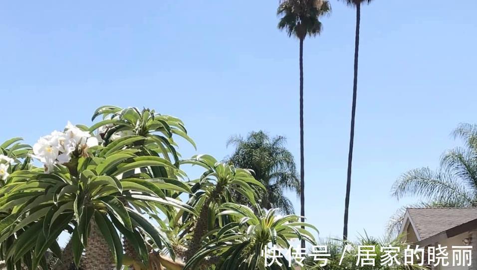 火山石|做一个多肉植物庭院,省心省事好打理,满满的异域风情