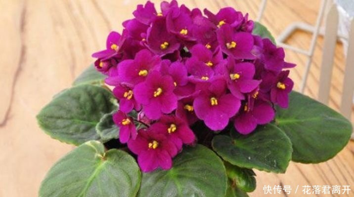 养花就养4种花，好养易爆盆，关键净化空气最厉害！