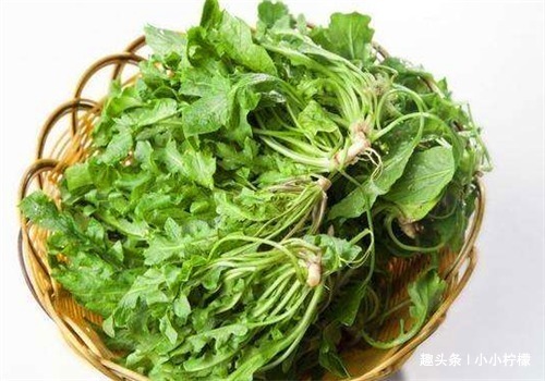 荠菜|羡慕别人不生病,4种食物要多吃,补充营养,增强体质