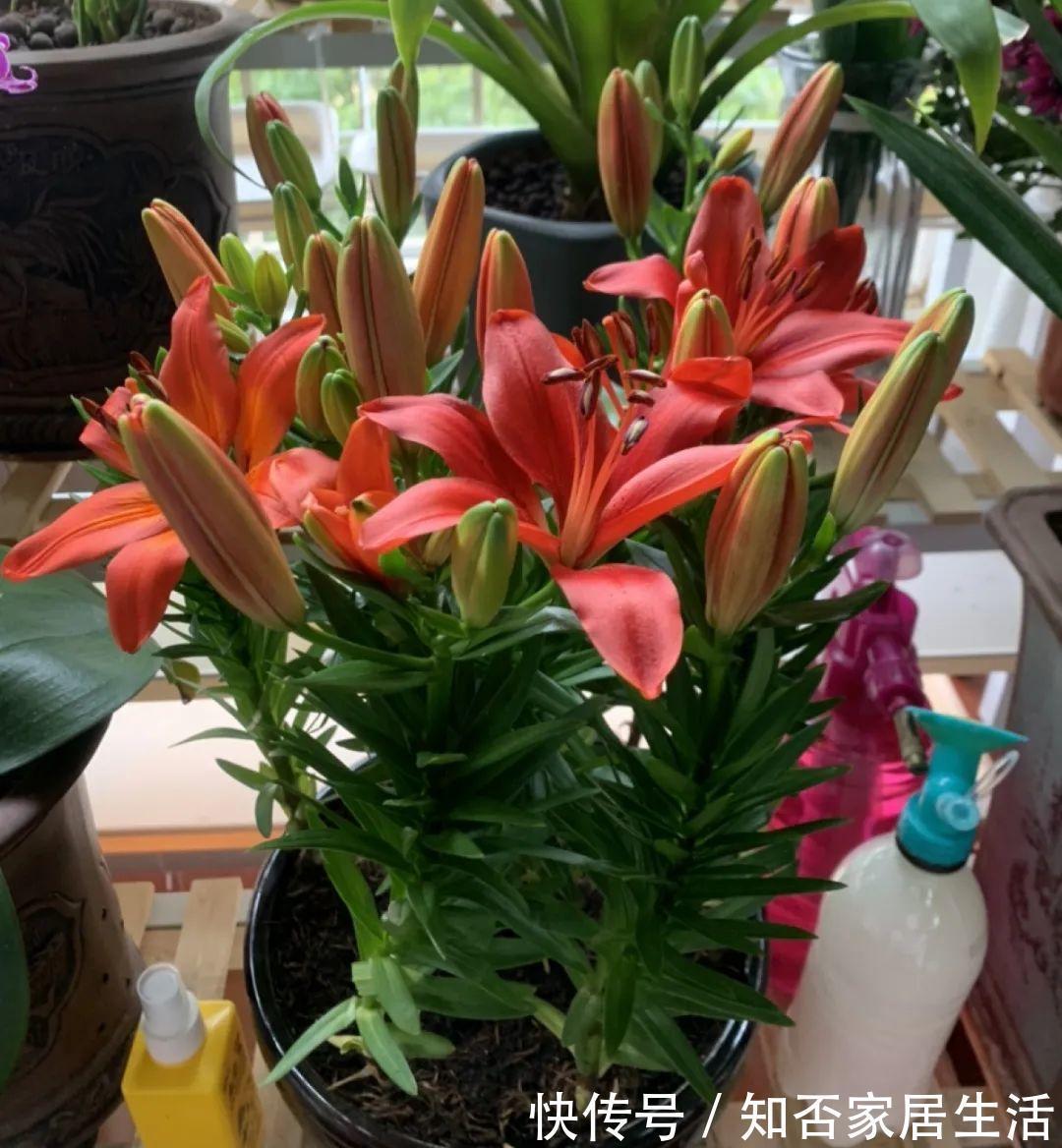 花苞|天热了，20种花最怕浇水，浇得越多，死得越快！